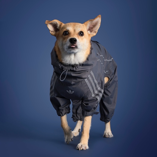 【預購】快速到貨⚡️ adidas originals 愛迪達寵物衣 四腳連身寵物雨衣