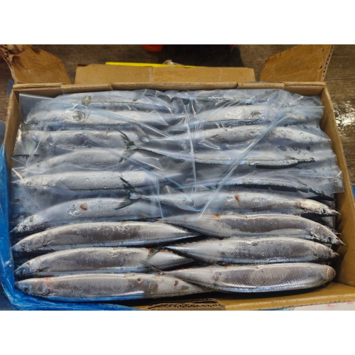 台灣 秋刀魚 整尾 10KG(含箱重)