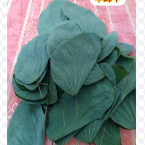 【柚樂木】乾燥羊蹄甲 50g 鼠婦 捲殼蟲 鼠婦落葉 羊蹄甲 洋紫荊 艷紫荊 寵物牧草