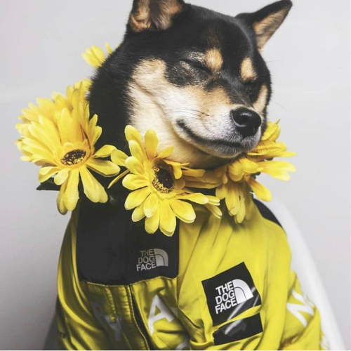 少量現狗狗衝鋒衣防風雨喵家熱銷THEDOGFACE狗狗雨衣小型犬中型犬大型犬寵物雨衣