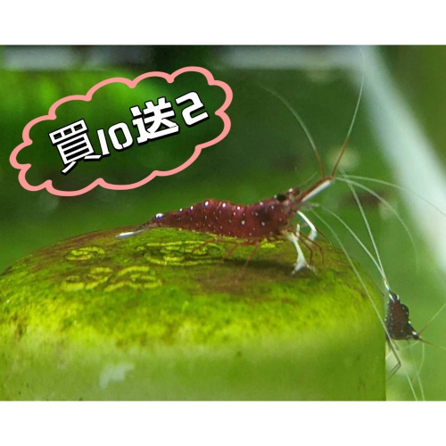 ?月光蘇蝦場?白襪蝦