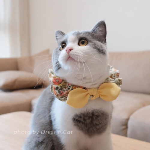 Cat Dress 貓手作 _黃卉綻放 貓項圈 領巾項圈 荷葉領巾 貓 寵物 項圈 布項圈 手作項圈