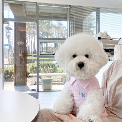 狗狗衣服夏天背心小型幼犬夏季泰迪比熊宠物猫咪博美贵宾春夏薄款