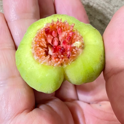 無花果