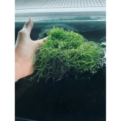 水草 莫斯 怪厥