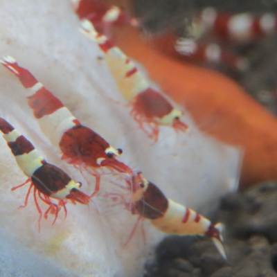 水晶蝦 紅金剛 高級飼料