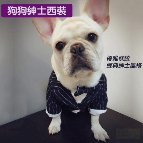 假兩件英倫風狗狗西裝 西裝 條紋 衣服 寵物服飾 狗狗衣服