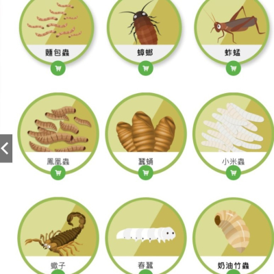 美國昆蟲保鮮包10送1 蜜袋鼯 刺蝟 黃金鼠 松鼠 倉鼠 爬蟲 竹蟲 大麥蟲 麵包蟲 杜比亞 蠶蛹 春蠶 紅蚱蜢 白蟋蟀