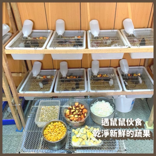 ［遇鼠鼠］冷凍小白鼠 大白鼠 冷凍鼠 餌料鼠 爬蟲 豬鼻蛇 球蟒 日齡 跳跳 亞成 成體