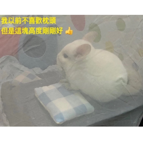 龍貓枕頭 厚加薄各1