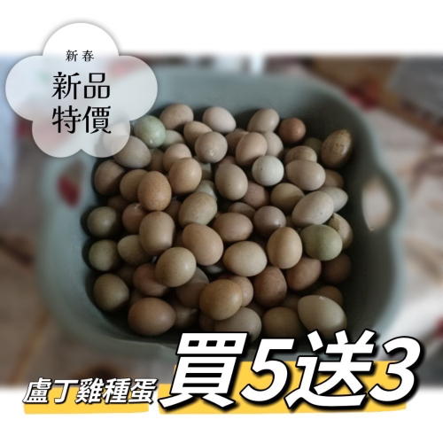 蘆丁雞種蛋受精蛋｜盧丁雞｜鵪鶉種蛋｜限時特賣｜買5送3｜孵化用
