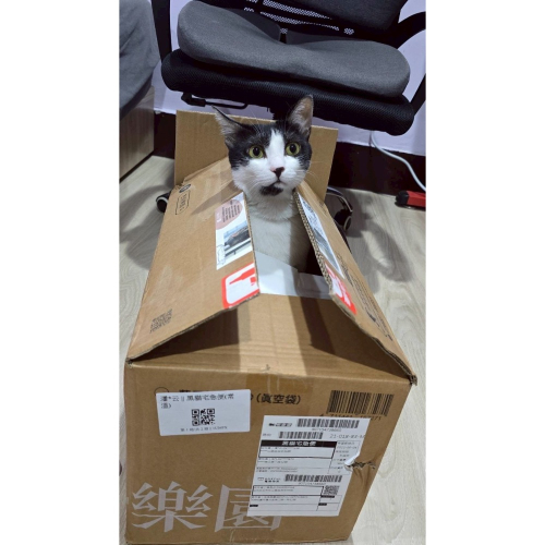襪子