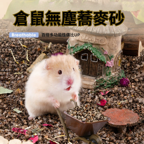 ?隔日到貨 蕎麥砂 倉鼠蕎麥砂 蕎麥沙 生物酶蕎麥砂 倉鼠墊料 倉鼠墊材 倉鼠降溫 倉鼠 黃金鼠 倉鼠造景 倉鼠用品