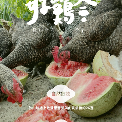 【 好雞會 】26週｜蘆花雞文昌雞｜放山雞｜全雞(2200g-2400g ±5%)可分剁｜白斬雞、烤雞、雞湯、雞精推薦｜