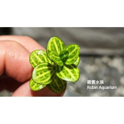 購買前請先聯繫羅賓 西瓜對葉 稀有真水草