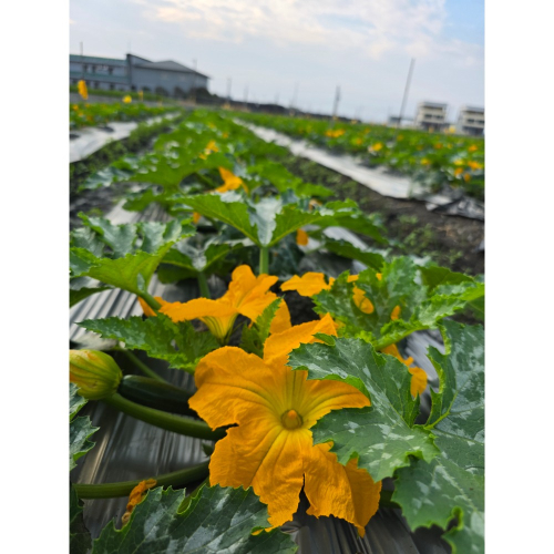 宅心農園 櫛瓜7台斤