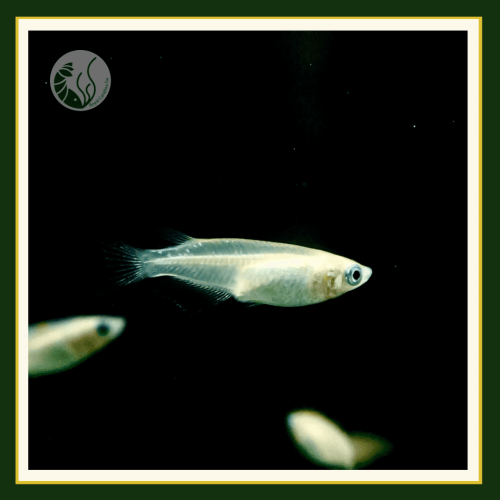 皇家水族・銀河美達卡 美達卡 稻田魚 鱂魚 觀賞魚 活餌
