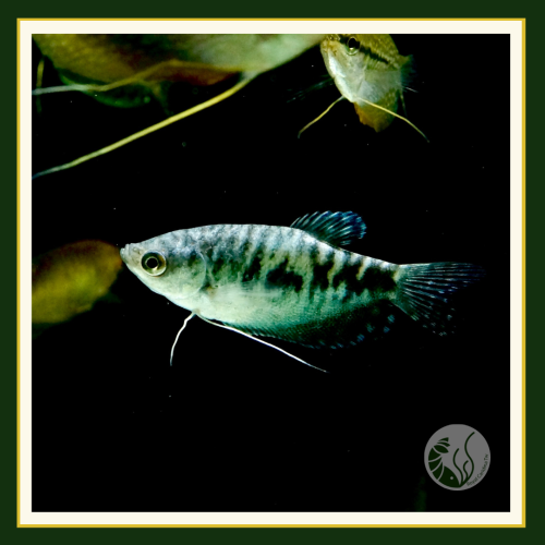 皇家水族・青萬隆 鬥魚 蓮花池 戶外缸 觀賞魚 活餌