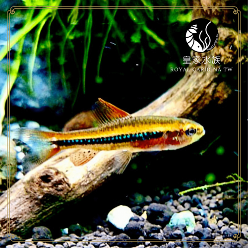 皇家水族・珍珠燈 燈魚 燈科魚 觀賞魚 活餌