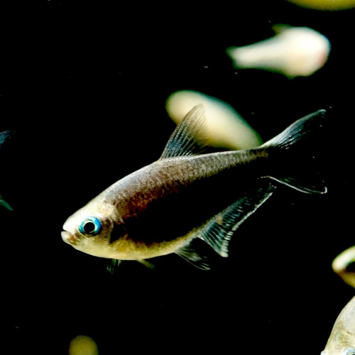 皇家水族・黑帝王燈 燈魚 燈科魚 觀賞魚 活餌