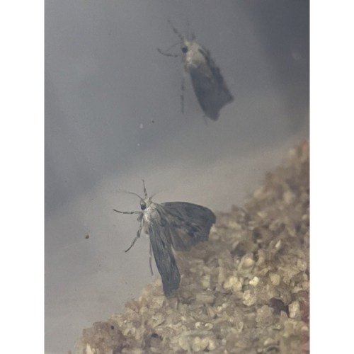 【果果實驗室】蠟蛾 蠟蛾蛹 蜜蜂巢蟲 大蠟蛾幼蟲 飛蟲 飛蛾 蠟蟲飼料 蠟蛾飼料 蠟蟲 螳螂飛蟲