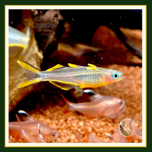 皇家水族・霓虹燕子 燈魚 小型魚 上層魚 觀賞魚 活餌