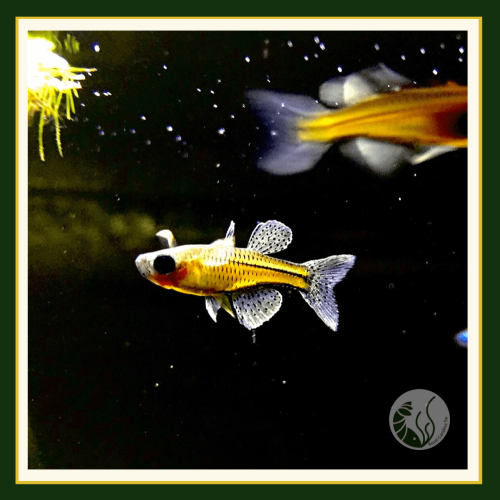 皇家水族・大帆珍珠燕子 燈魚 小型魚 上層魚 觀賞魚 活餌