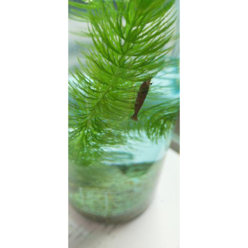 水草瓶加購下標區 每瓶限一份 [ 勿選蝦皮/OK物流 ] 不含容器 飾品 水草