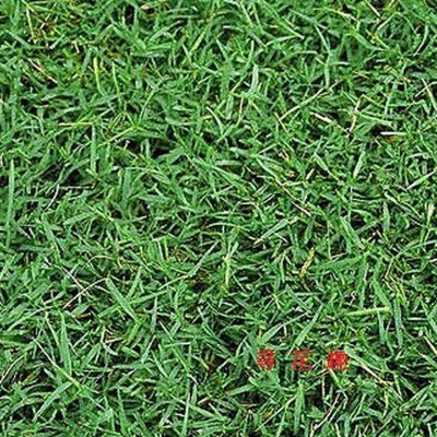 百慕達草【穗耕種苗】百慕達草 已脫殼 (每包100公克) 草籽 種子 百慕達 狗牙根 絆根草 鐵線草 牛馬根