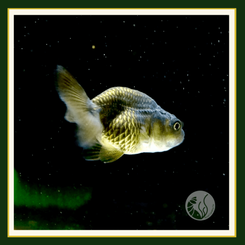 皇家水族・黑蘭壽 金魚 觀賞魚 活餌