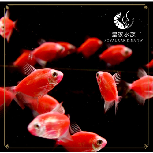 皇家水族・桃紅磚魚 小型魚 觀賞魚 活餌
