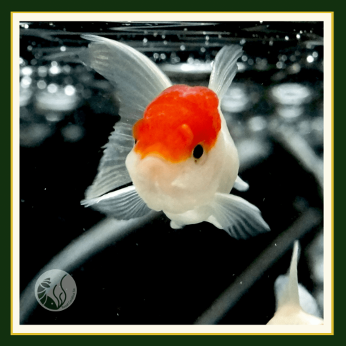 皇家水族・小紅帽 金魚 觀賞魚 活餌