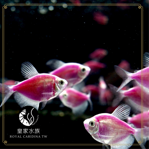 皇家水族・紫磚魚 小型魚 觀賞魚 活餌