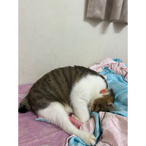 海螺喵
