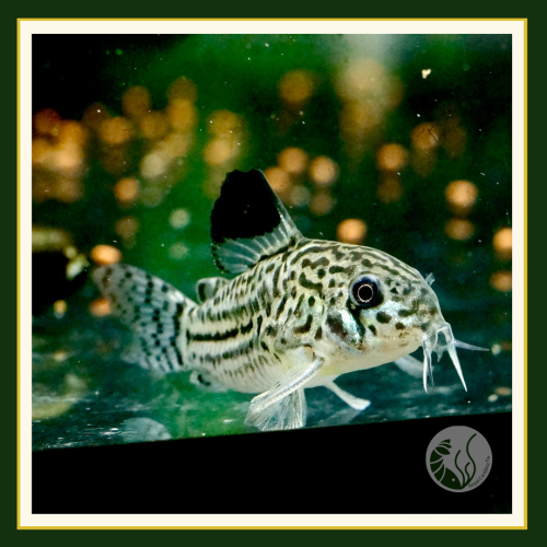 皇家水族・茉莉豹鼠 殘餌 底棲魚 鼠魚 觀賞魚 活餌