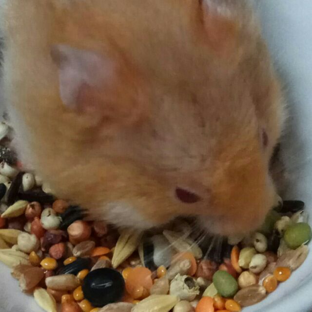 TN小舖 鼠飼料介紹及常見Q&A