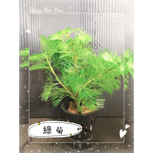 水族皇后 綠菊/盆 水草造景
