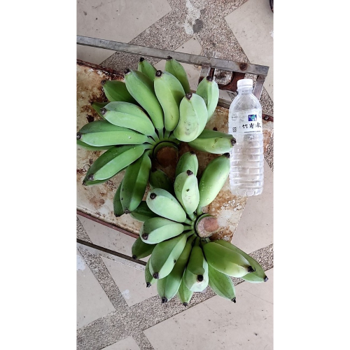 芭蕉