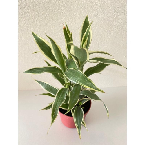 白竹 3寸小品 萬年青 觀葉植物 辦公室室內綠化 桌上小品