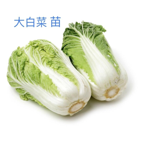 大白菜苗 角龍、山東大白菜苗