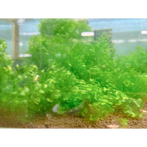 水族皇后 怪蕨莫絲/g 水草造景