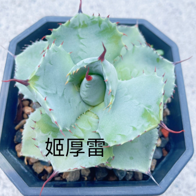姬厚雷