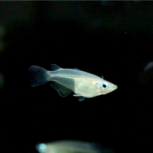 皇家水族・女王燈 燈魚 燈科魚 除油墨 觀賞魚 活餌
