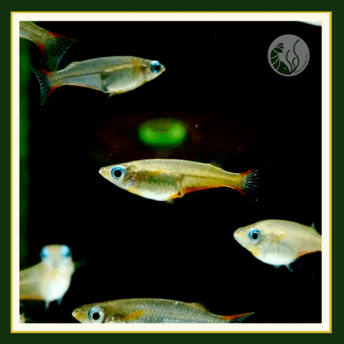 皇家水族・七彩稻田魚 美達卡 稻田魚 鱂魚 觀賞魚 活餌