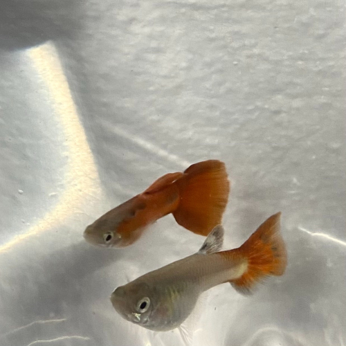 【汛潽】野生全紅 孔雀魚