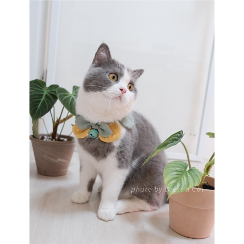Cat Dress 貓手作 _桂花點點 花開富貴 布項圈 花朵項圈 貓項圈 寵物項圈