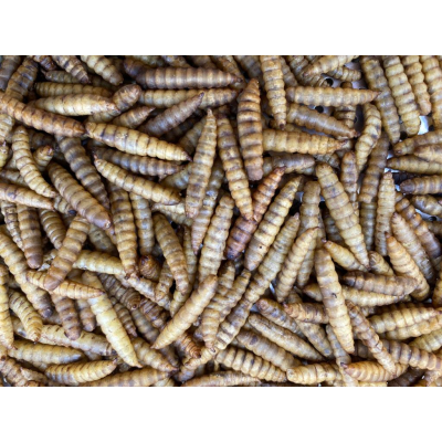 小動物高蛋白 黑水虻蟲乾 鳳凰蟲乾50G 蜜袋鼯 松鼠 可爾鴨 倉鼠 寵物鼠 黃金鼠 刺蝟 小動物零食