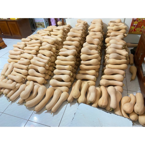 牛奶南瓜
