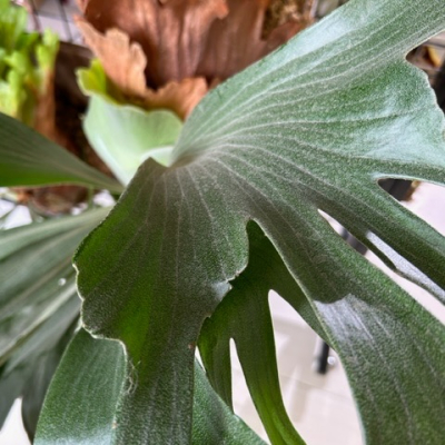 煙花鹿角蕨側芽P.Yanhua