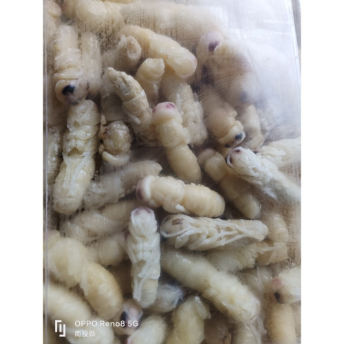 蜂蛹